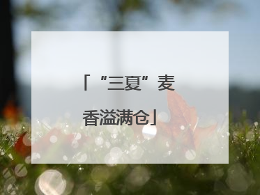“三夏”麦香溢满仓