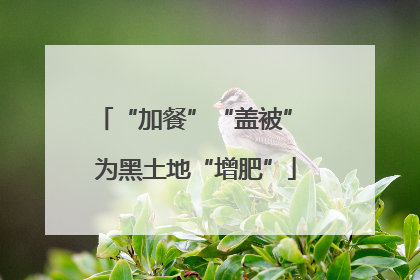 “加餐”“盖被” 为黑土地“增肥”