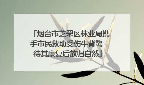 烟台市芝罘区林业局携手市民救助受伤牛背鹭 待其康复后放归自然