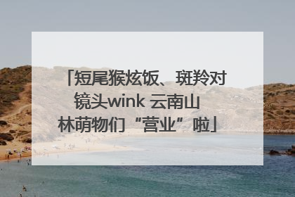 短尾猴炫饭、斑羚对镜头wink 云南山林萌物们“营业”啦