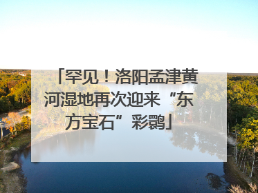 罕见！洛阳孟津黄河湿地再次迎来“东方宝石”彩鹮
