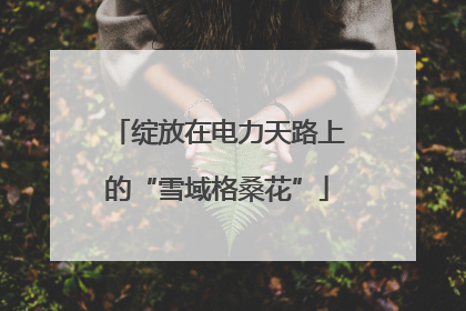 绽放在电力天路上的“雪域格桑花”