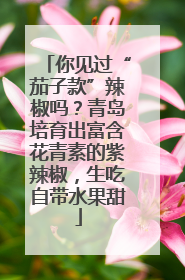 你见过“茄子款”辣椒吗？青岛培育出富含花青素的紫辣椒，生吃自带水果甜