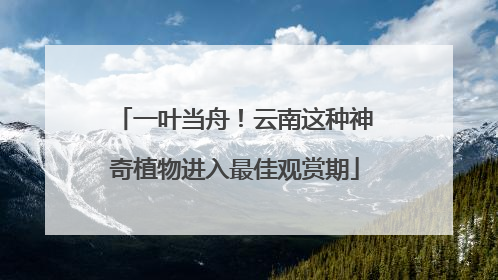 一叶当舟！云南这种神奇植物进入最佳观赏期
