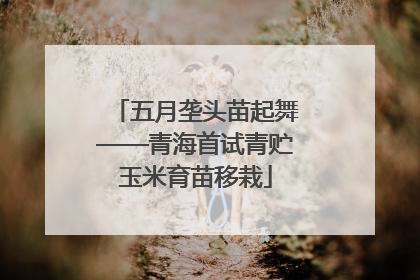 五月垄头苗起舞——青海首试青贮玉米育苗移栽