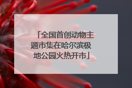 全国首创动物主题市集在哈尔滨极地公园火热开市