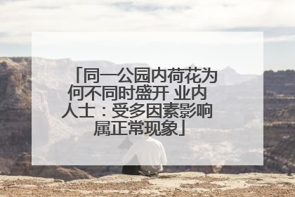同一公园内荷花为何不同时盛开 业内人士：受多因素影响 属正常现象
