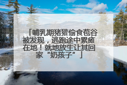 哺乳期猪獾偷食苞谷被发现，逃跑途中累瘫在地！就地放生让其回家“奶孩子”