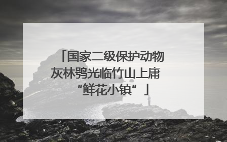 国家二级保护动物灰林鸮光临竹山上庸“鲜花小镇”