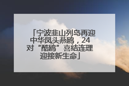 宁波韭山列岛再迎中华凤头燕鸥，24对“酷鸥”喜结连理迎接新生命