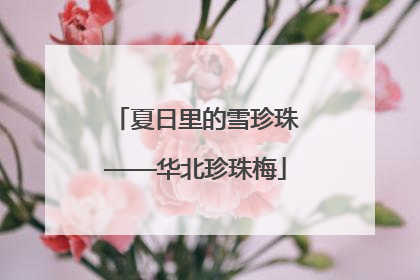夏日里的雪珍珠——华北珍珠梅
