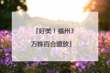 好美！福州3万株百合盛放
