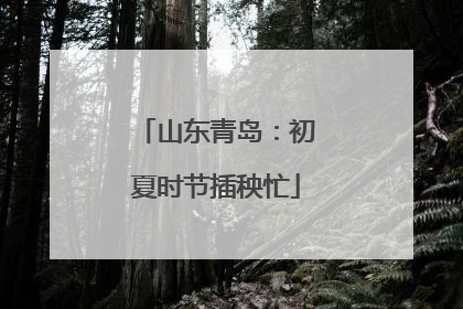 山东青岛：初夏时节插秧忙