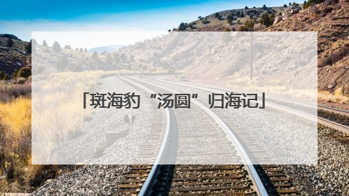 斑海豹“汤圆”归海记