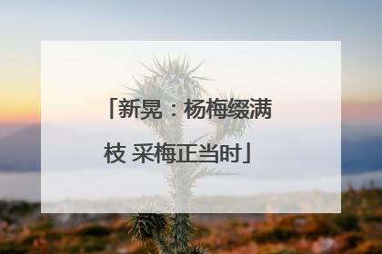 新晃：杨梅缀满枝 采梅正当时