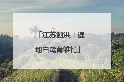 江苏泗洪：湿地白鹭育雏忙
