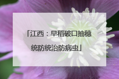 江西：早稻破口抽穗 统防统治防病虫