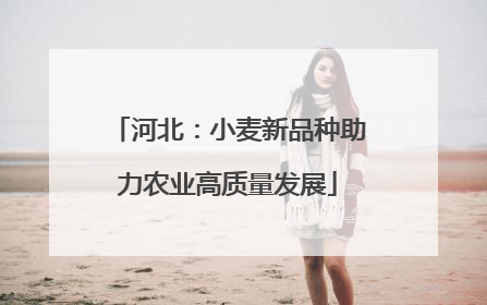 河北：小麦新品种助力农业高质量发展