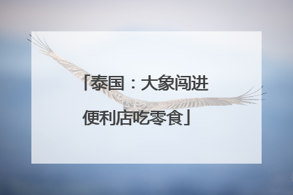 泰国：大象闯进便利店吃零食