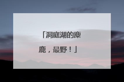 洞庭湖的麋鹿，最野！