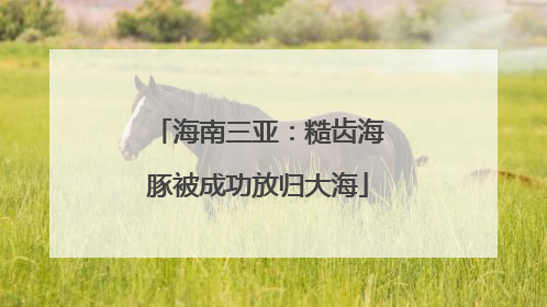 海南三亚：糙齿海豚被成功放归大海