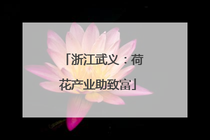 浙江武义：荷花产业助致富