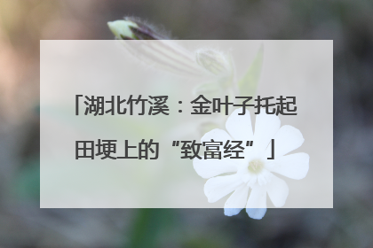 湖北竹溪：金叶子托起田埂上的“致富经”