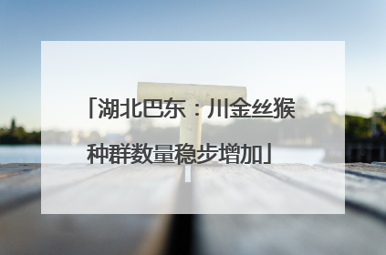 湖北巴东：川金丝猴种群数量稳步增加