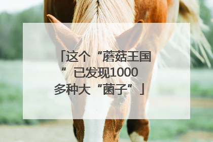 这个“蘑菇王国”已发现1000多种大“菌子”