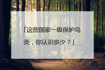 这些国家一级保护鸟类，你认识多少？