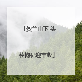 贺兰山下 头茬枸杞迎丰收