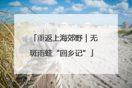 重返上海郊野｜无斑雨蛙“回乡记”