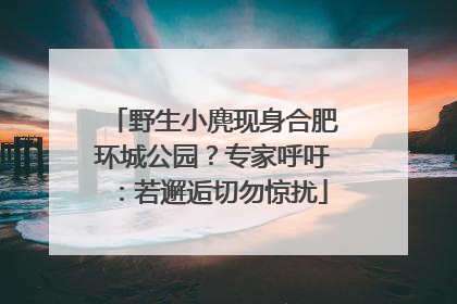 野生小麂现身合肥环城公园？专家呼吁：若邂逅切勿惊扰