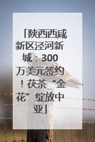 陕西西咸新区泾河新城：300万美元签约！茯茶“金花”绽放中亚