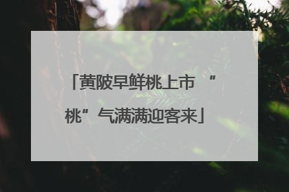 黄陂早鲜桃上市 “桃”气满满迎客来
