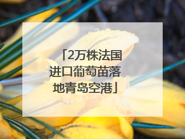 2万株法国进口葡萄苗落地青岛空港